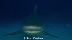 face to face / diving at the wreck dive in cancun in canc... by Juan Cardona 